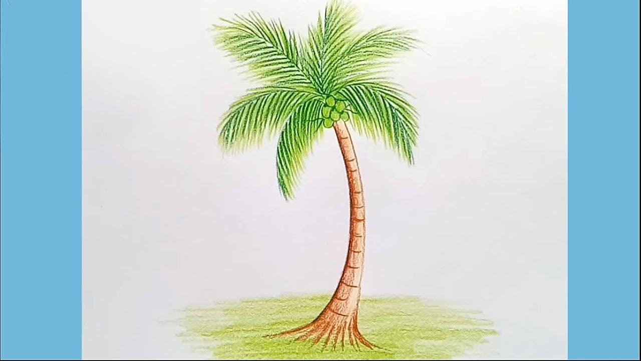 Coconut Tree Drawing Image