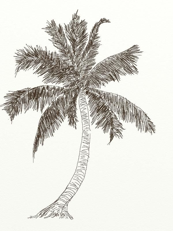 Coconut Tree Drawing Photo