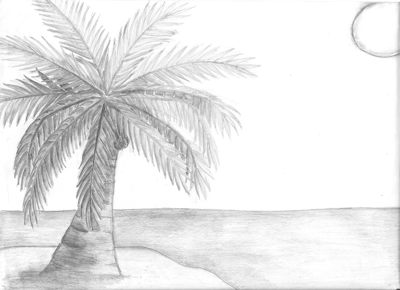 Coconut Tree Drawing Pic
