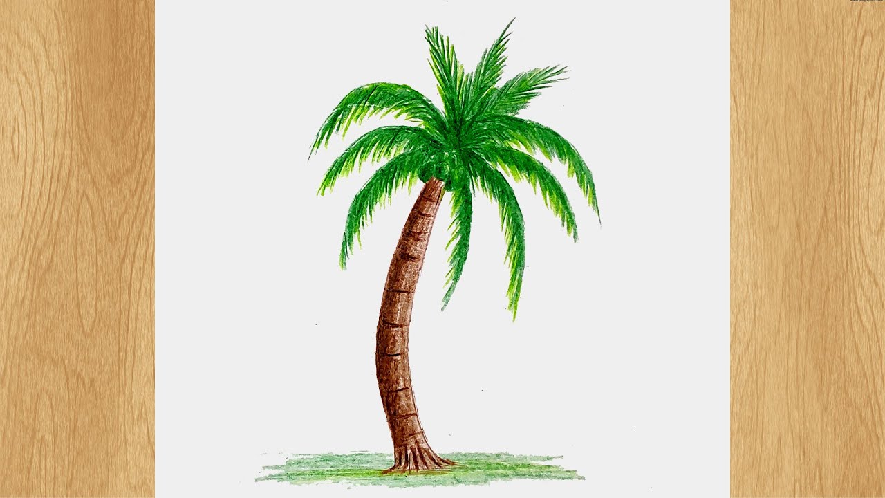 Coconut Tree Drawing Picture