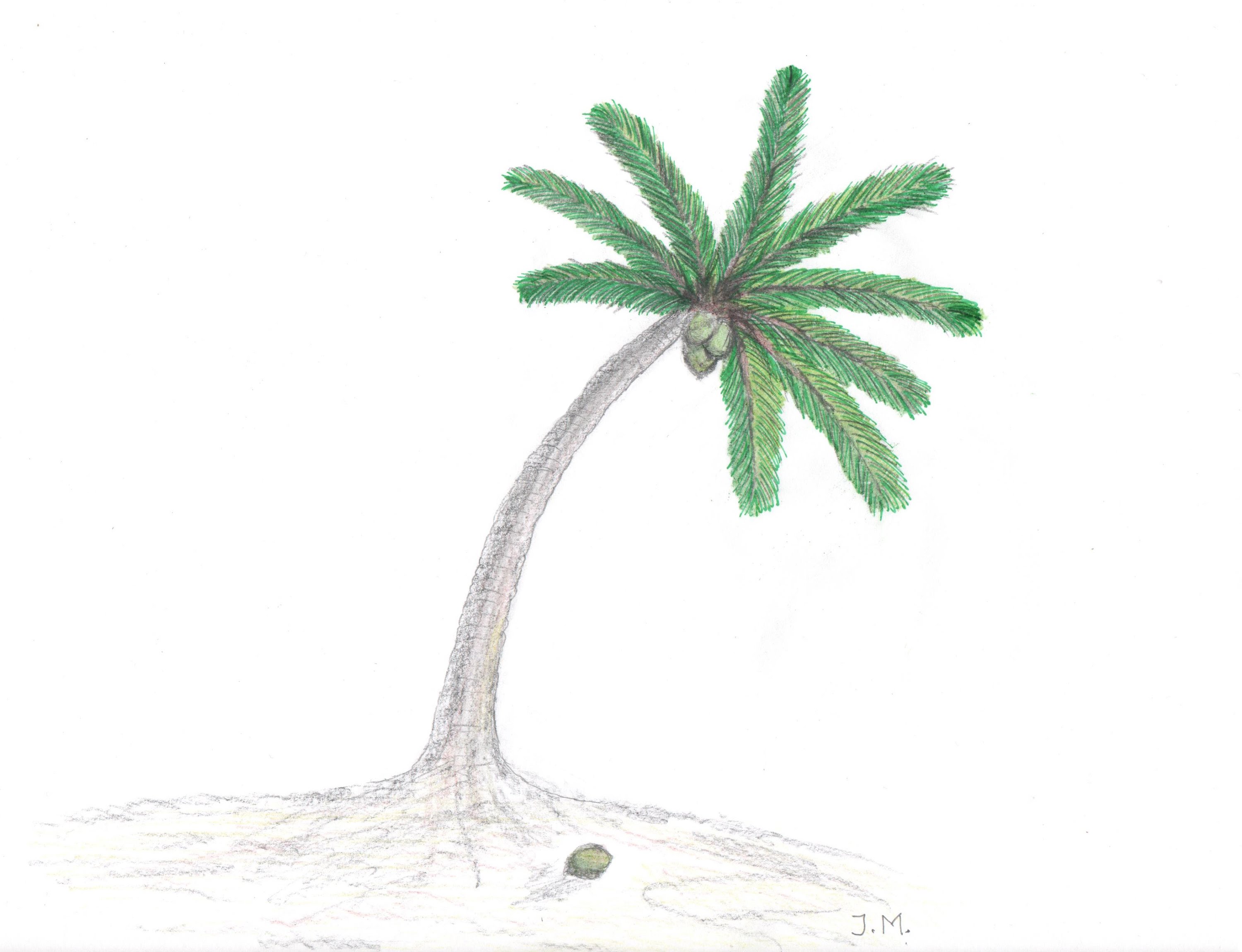 Coconut Tree Drawing Realistic