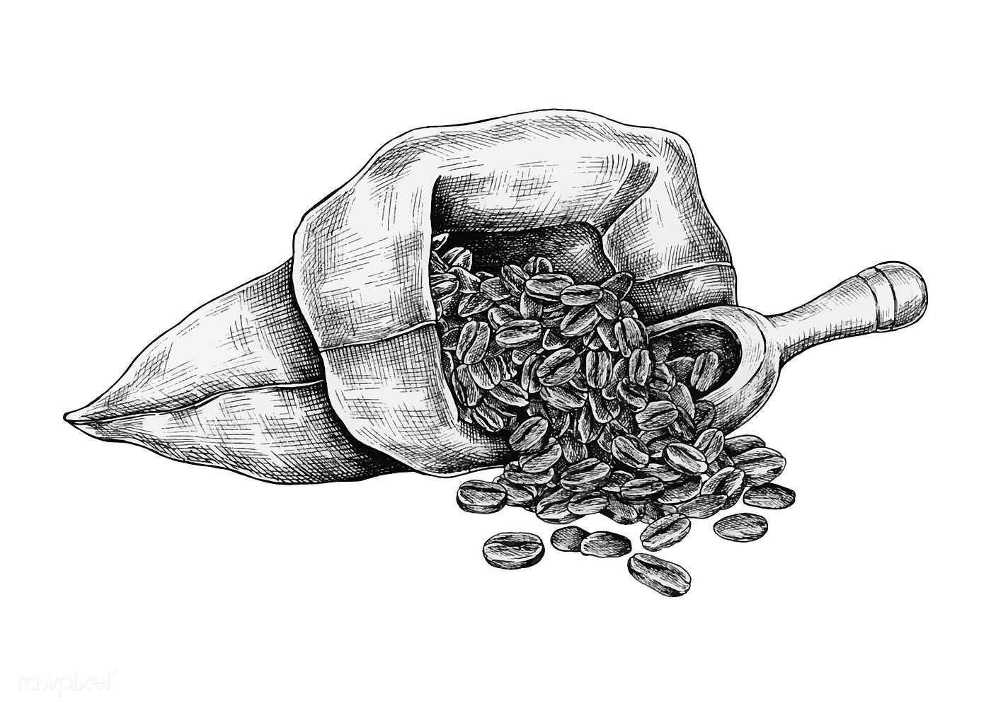 Coffee Beans Drawing Picture