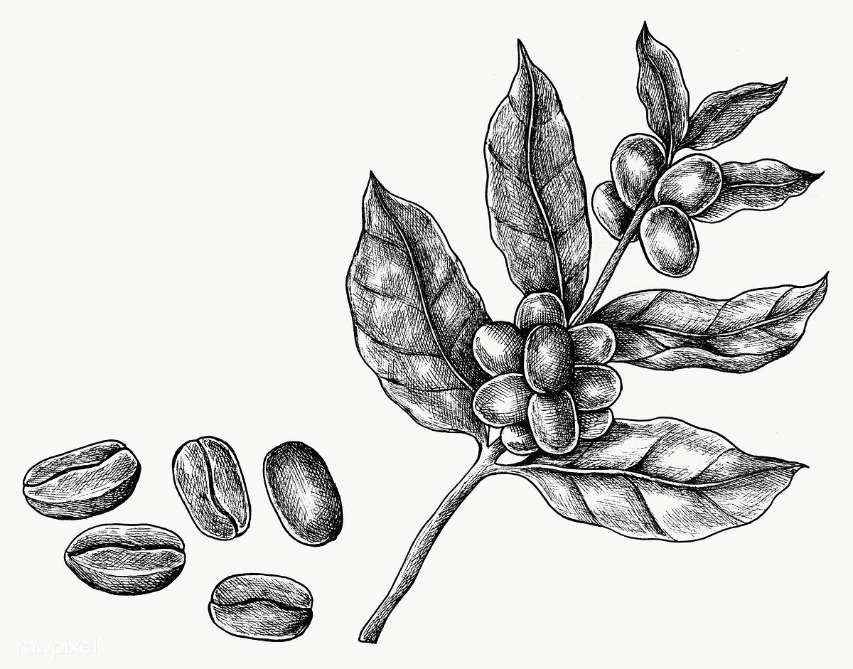 Coffee Beans Drawing Sketch