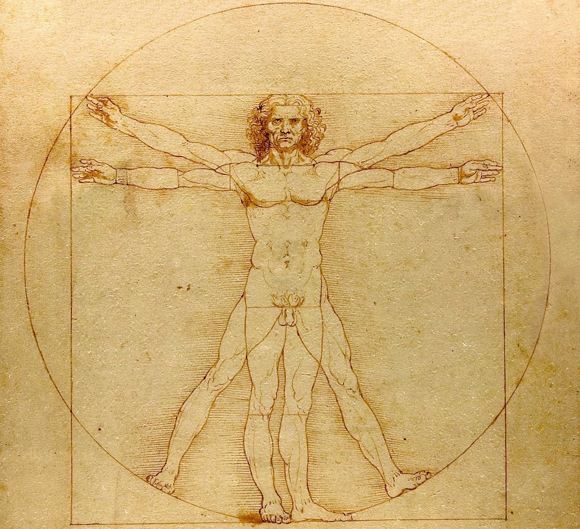 Da Vinci Man Best Drawing