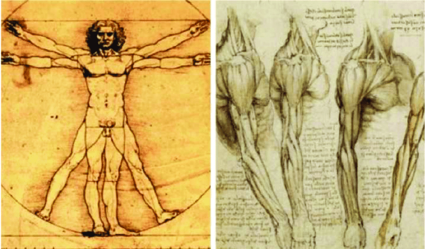 Da Vinci Man Drawing Pics