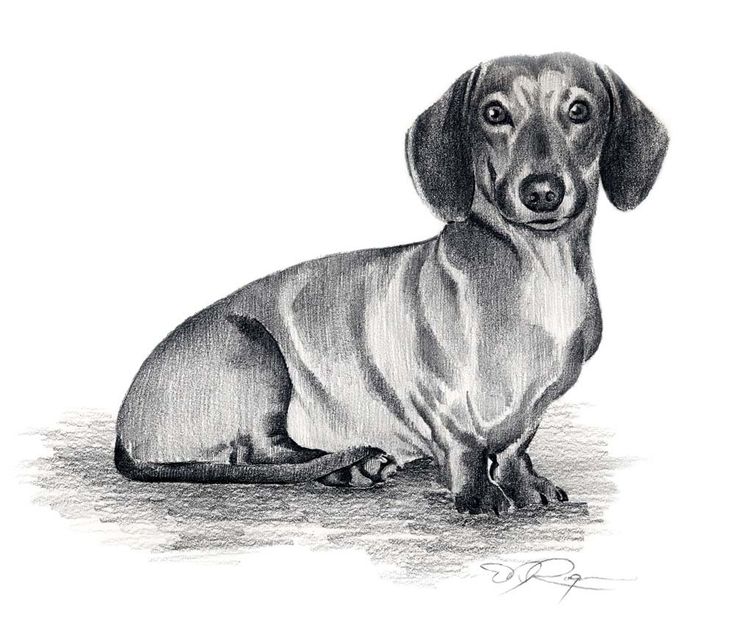 Dachshund Drawing Photo