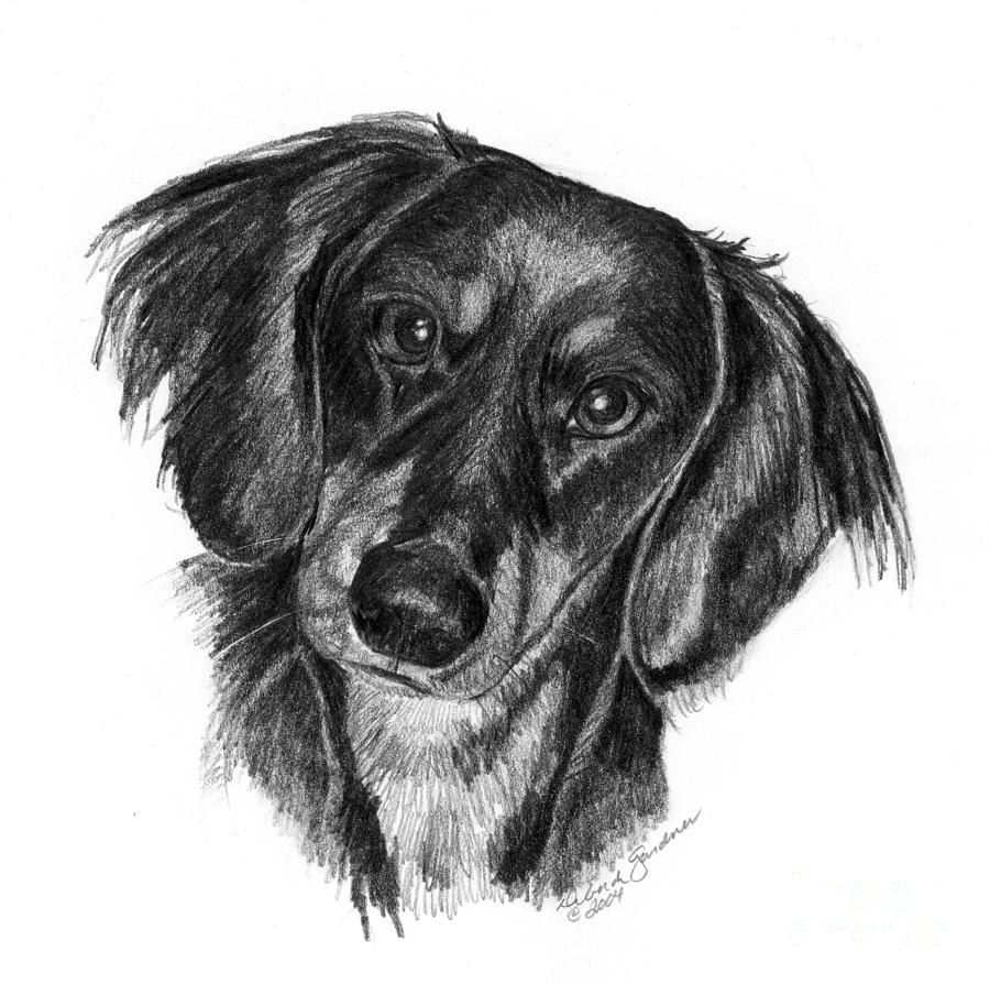 Dachshund Drawing Pics