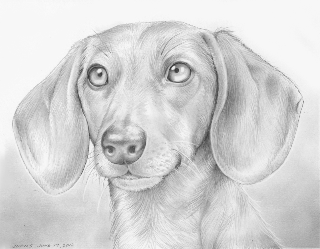 Dachshund Drawing Picture