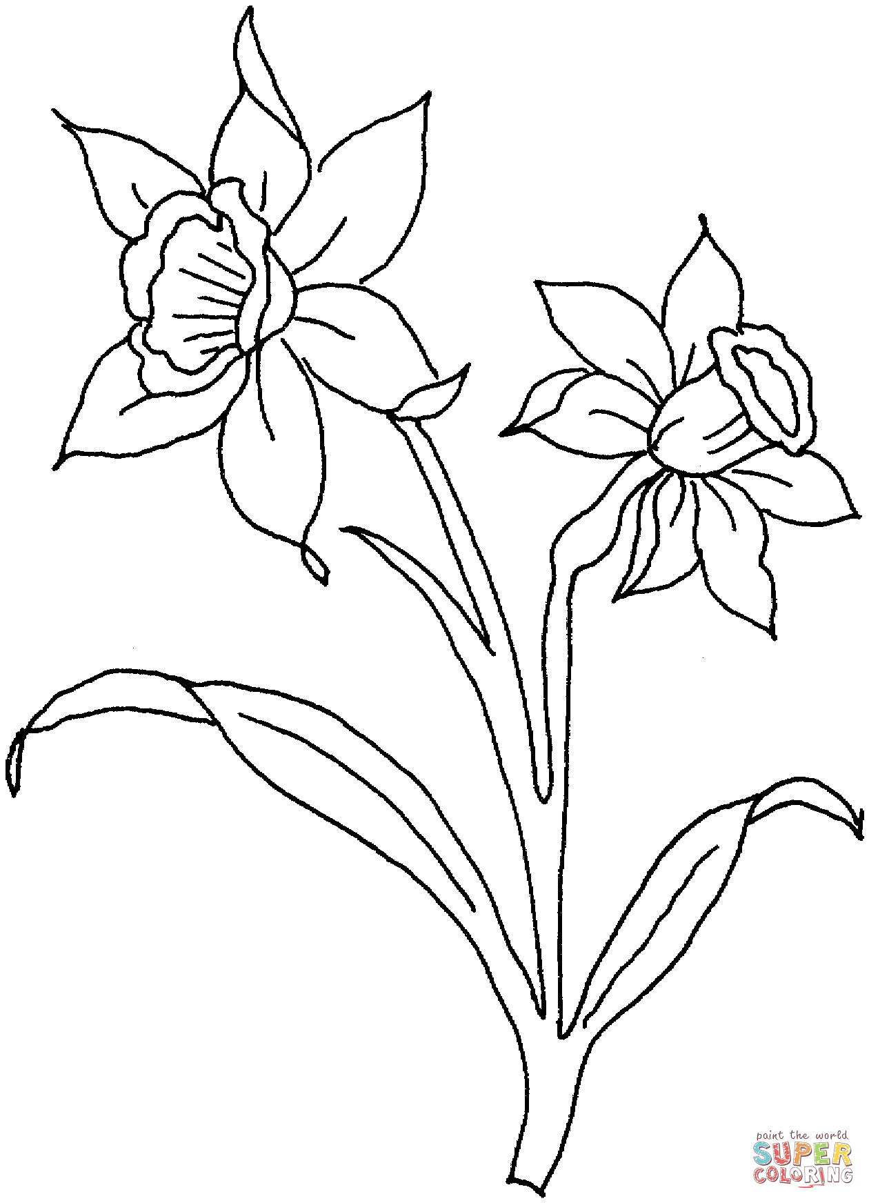 Daffodils Art Drawing