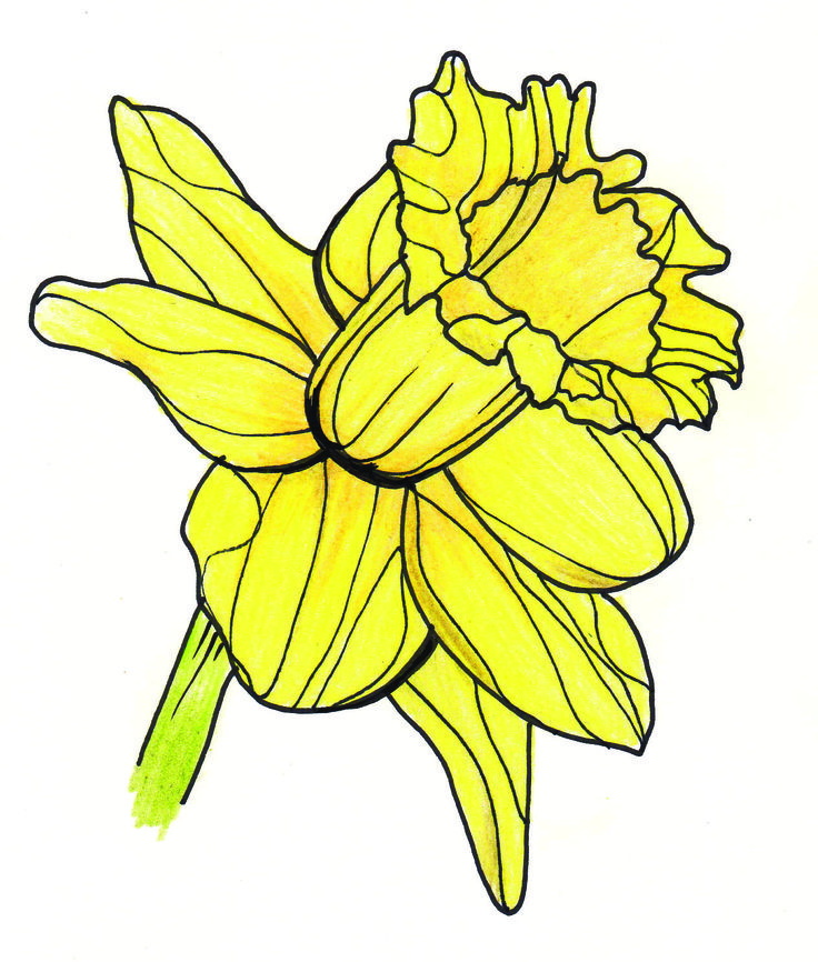 Daffodils Drawing Amazing