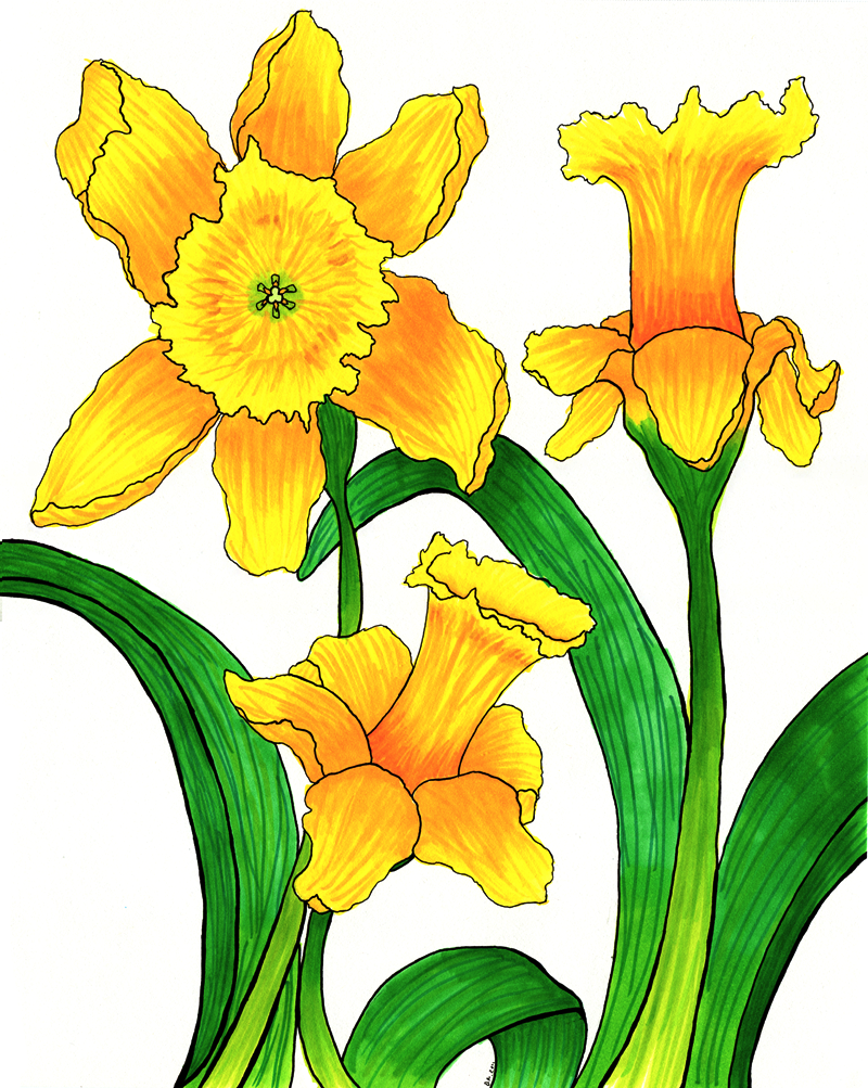 Daffodils Drawing High-Quality