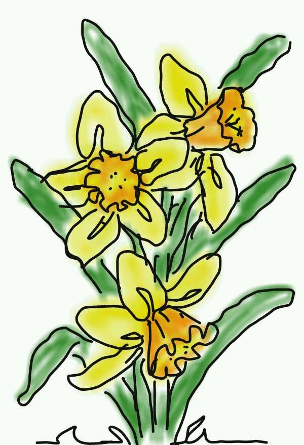 Daffodils Drawing Pic