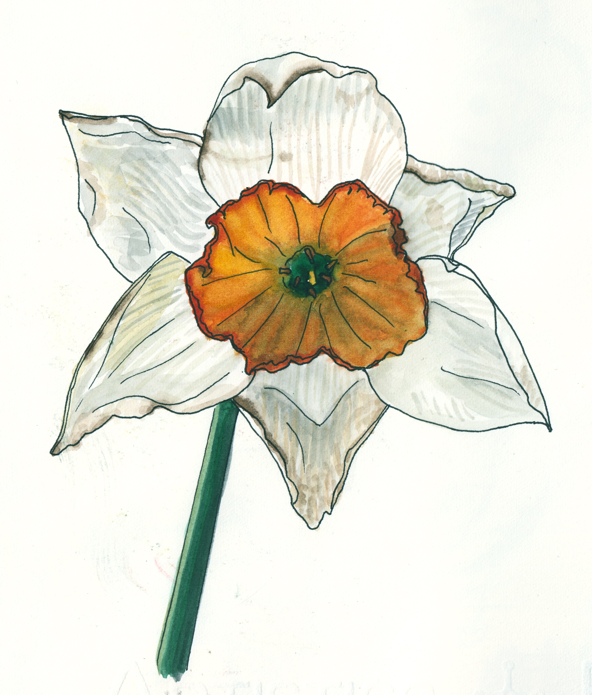 Daffodils Drawing Pics