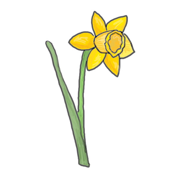 Daffodils Drawing Picture