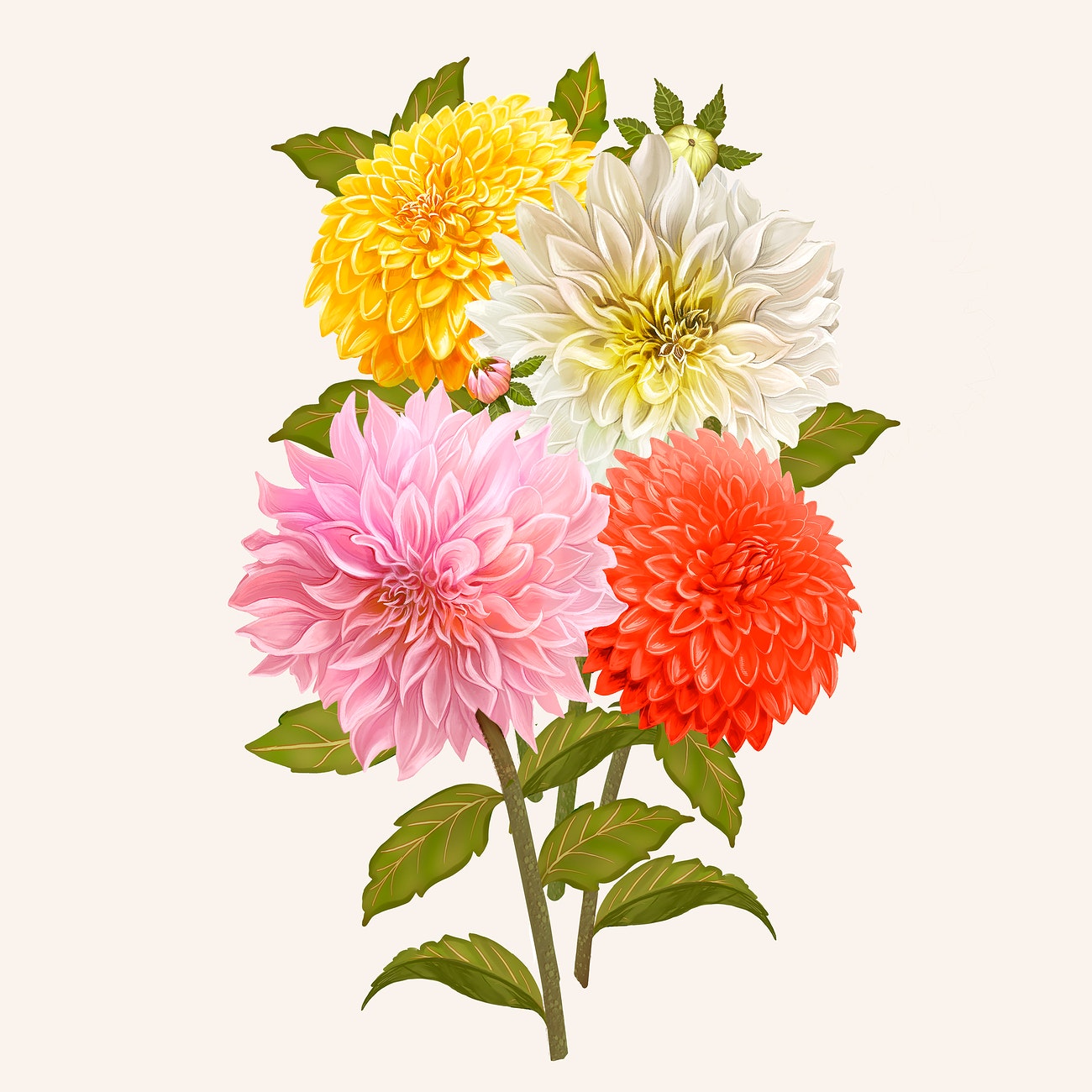 Beautiful dahlia flowering plant illustration