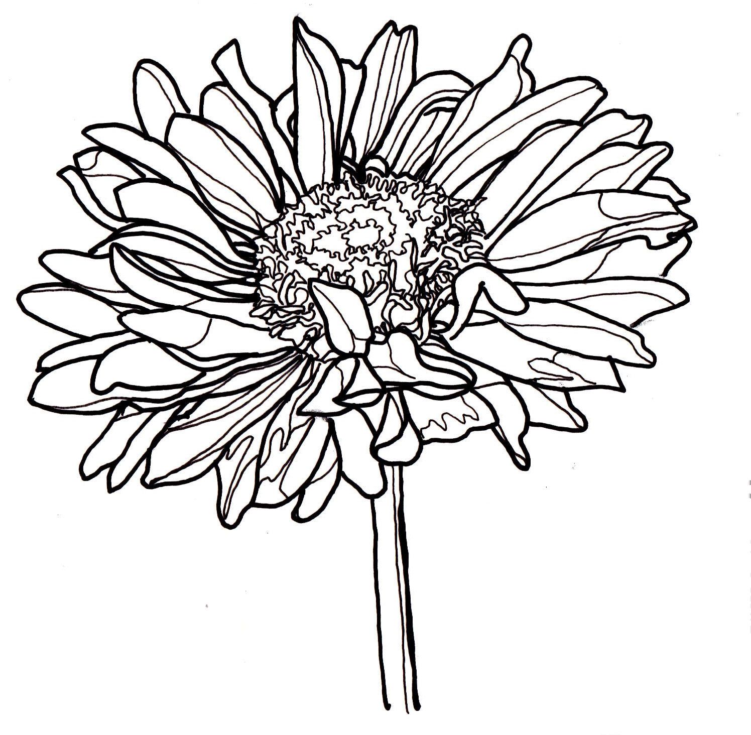Dahlia Drawing Images