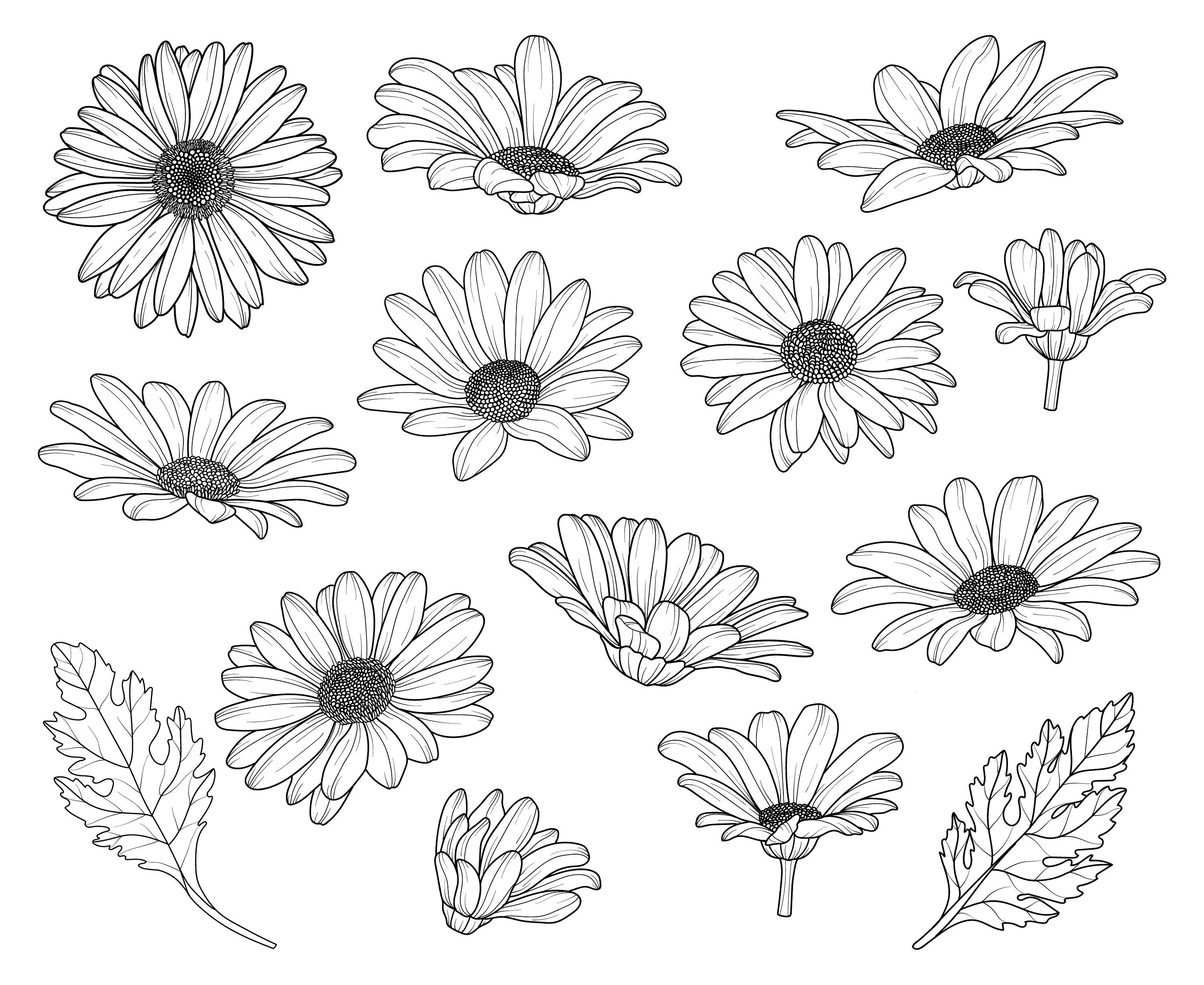 Daisy Flower Art Drawing