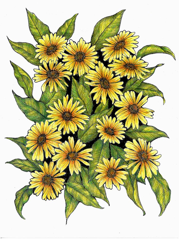 Daisy Flower Drawing  फट शयर