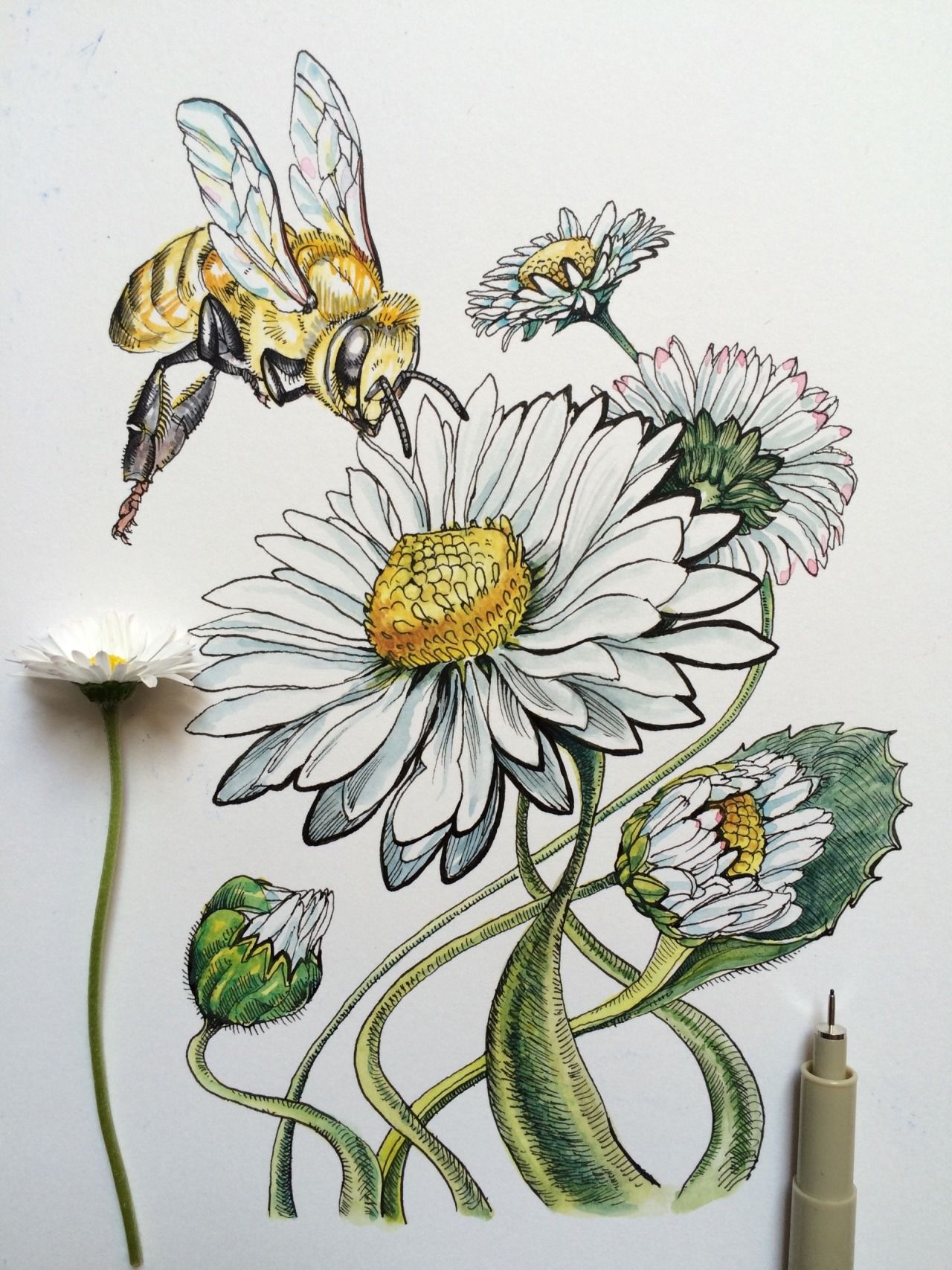 Daisy Flower Drawing Art