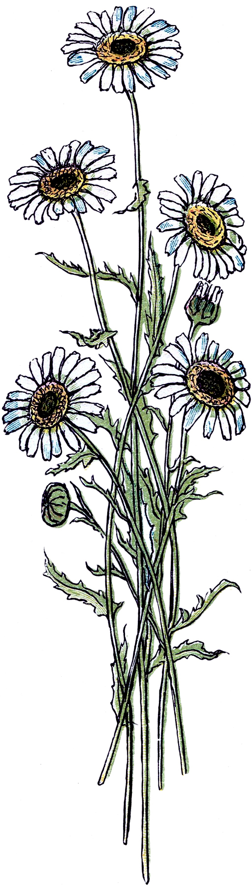 Daisy Flower Drawing Beautiful Image