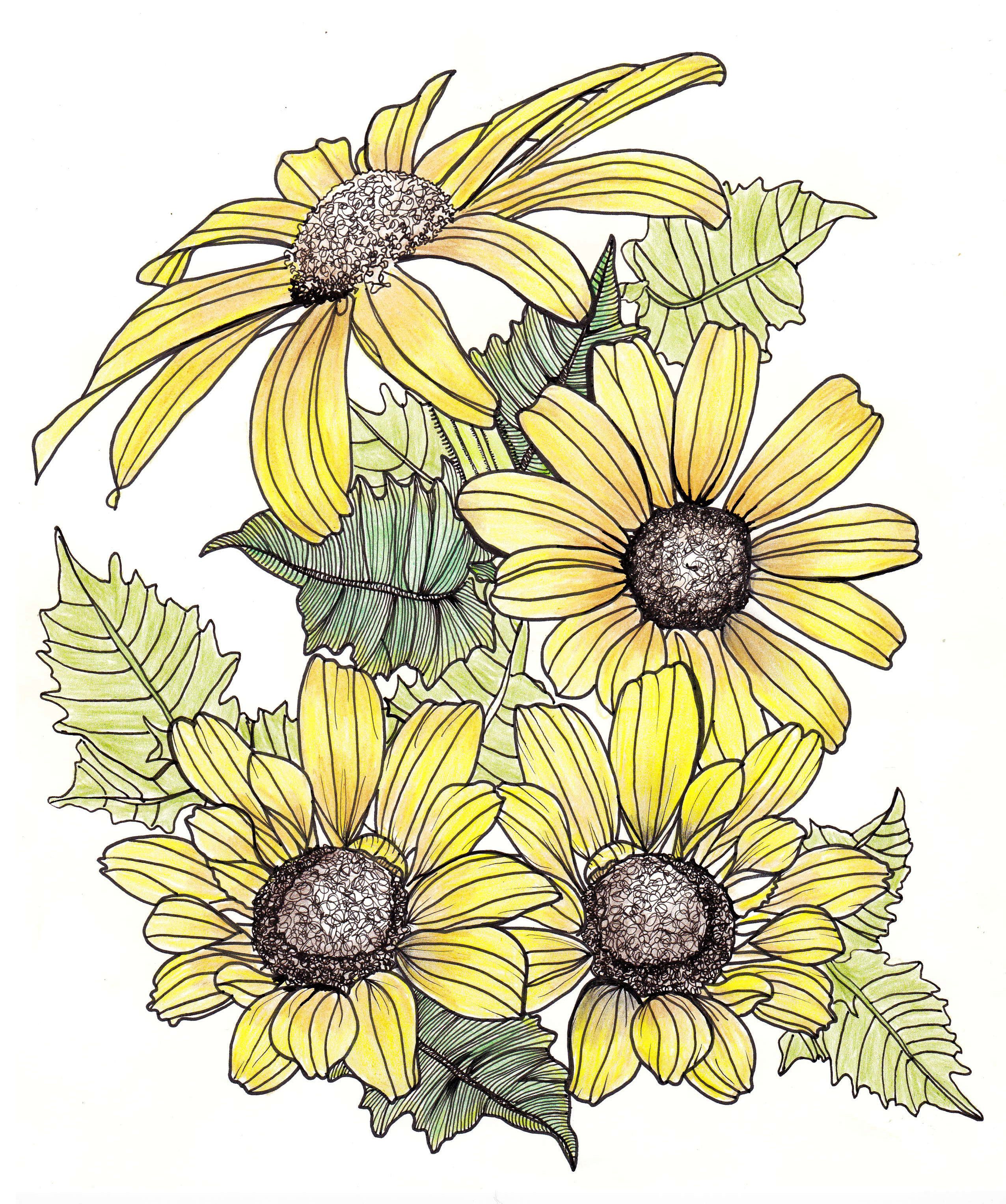 Daisy Flower Drawing Creative Art