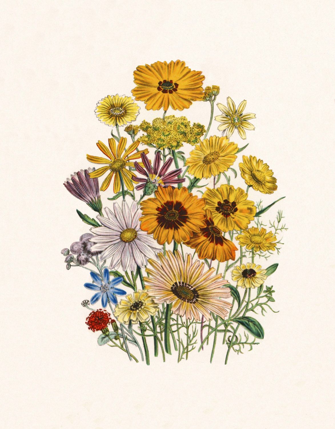 Daisy Flower Drawing High-Quality
