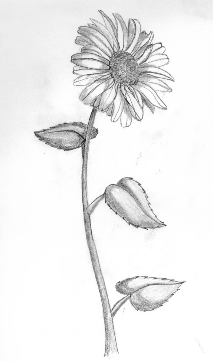 Daisy Flower Drawing Image