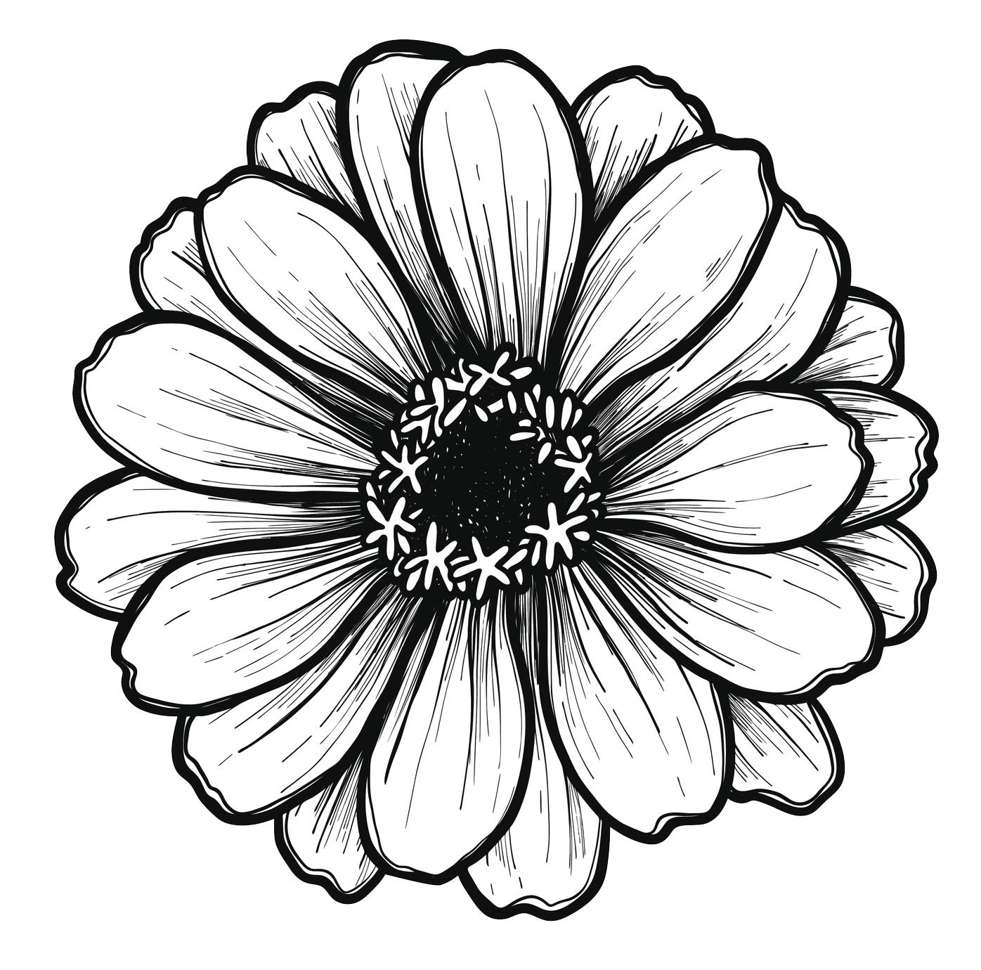 Daisy Flower Drawing Images