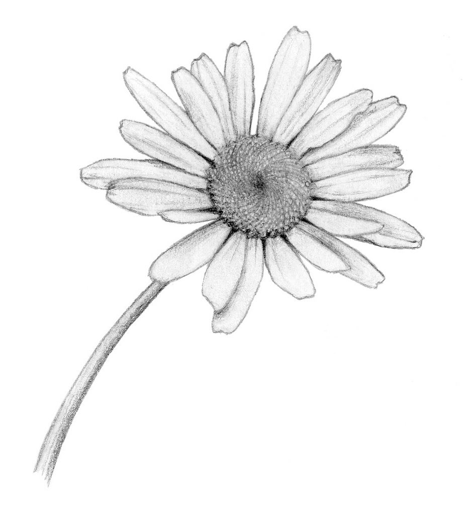 Daisy Flower Drawing Photo