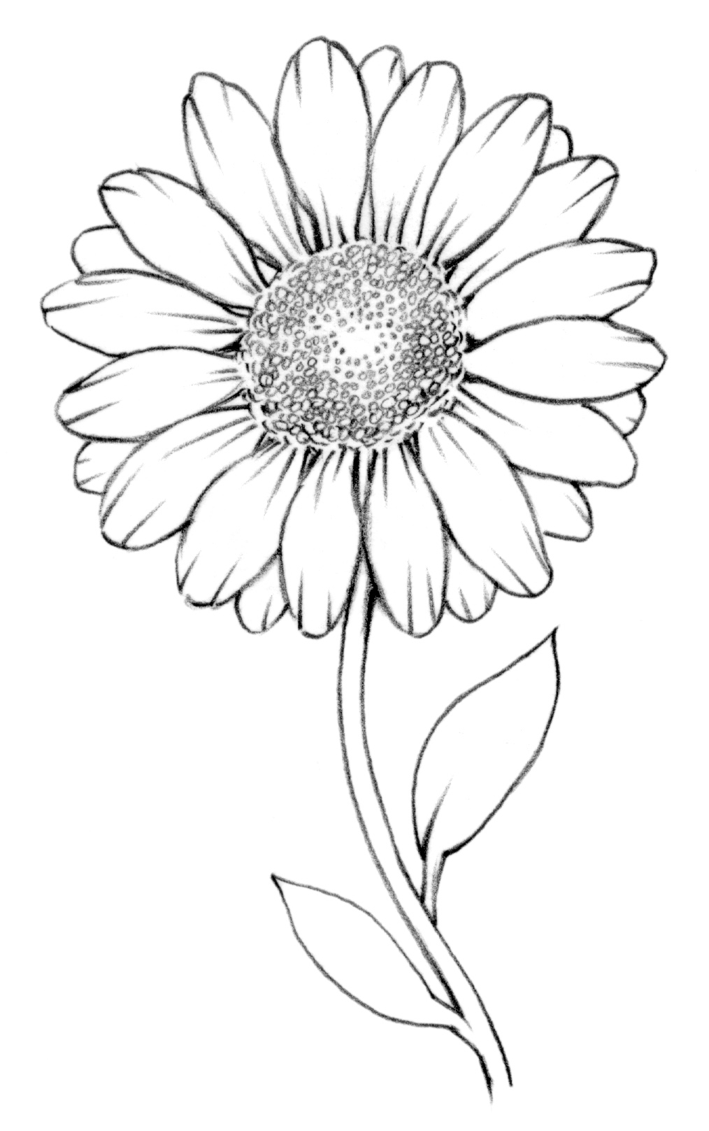 Daisy Flower Drawing Pics