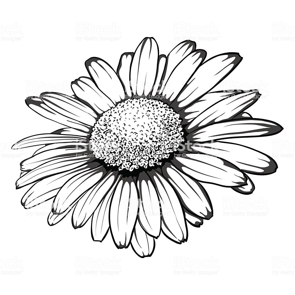 Daisy Flower Drawing Pictures