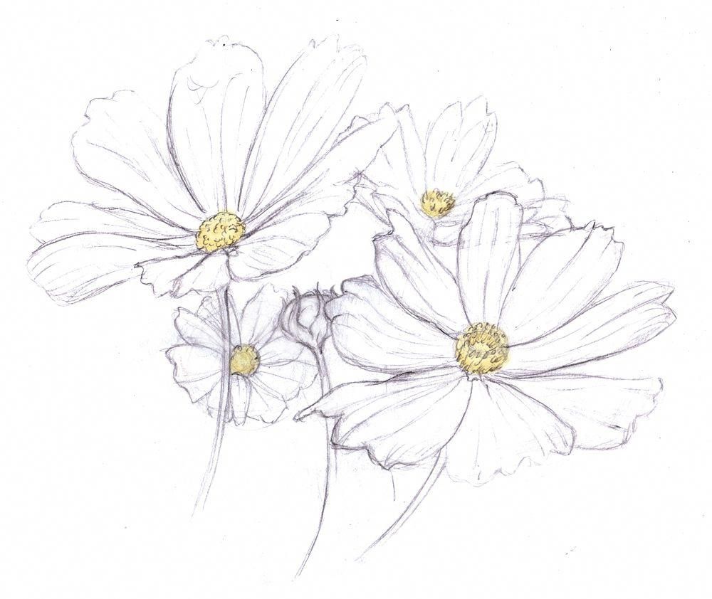 Daisy Flower Drawing Realistic
