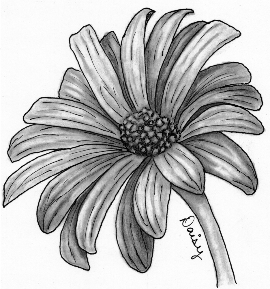 Daisy Flower Drawing Sketch