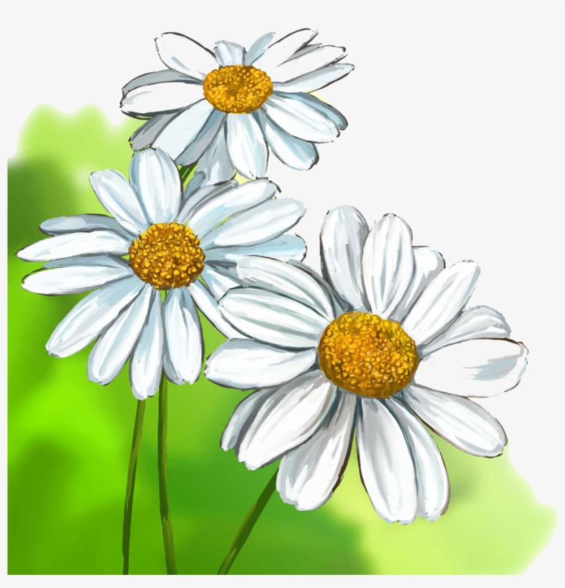 Daisy Flower Drawing
