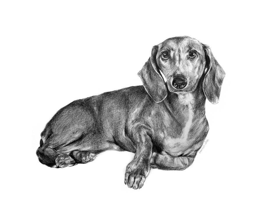 Daschund Drawing Art