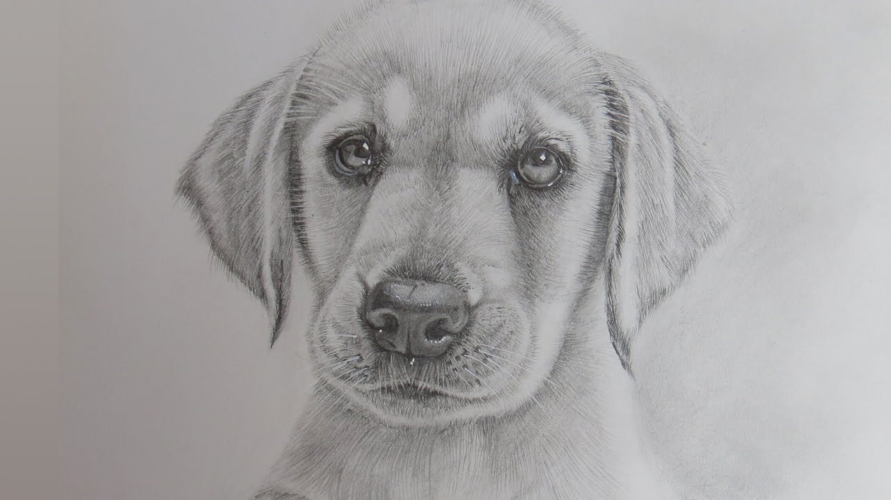 Dog Simple Drawing Sketch