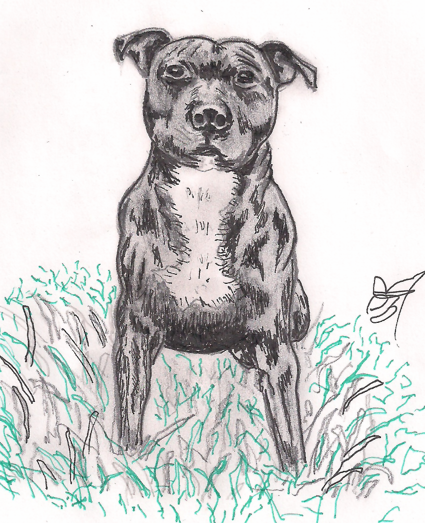 Dog Sitting Drawing Picture