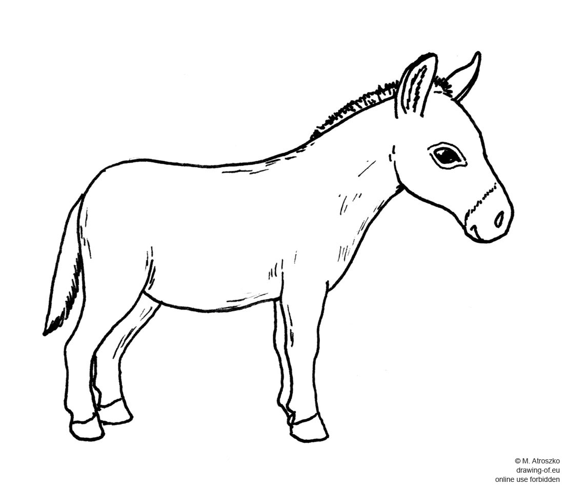 Donkey Drawing Art