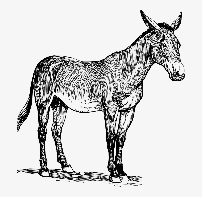 Donkey Drawing Beautiful Image