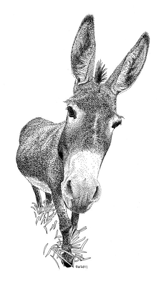 Donkey Drawing Photo