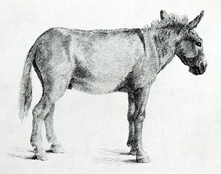 Donkey Drawing Picture