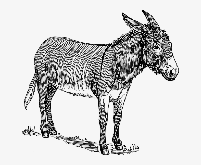 Donkey Drawing