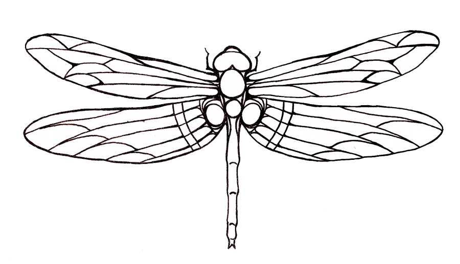 Dragonfly Tattoo Drawing Image