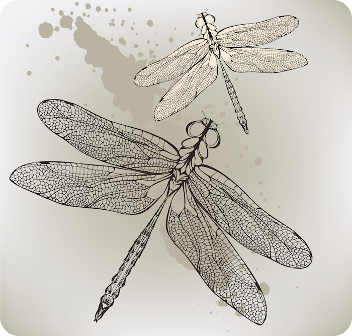 Dragonfly Tattoo Drawing Pics