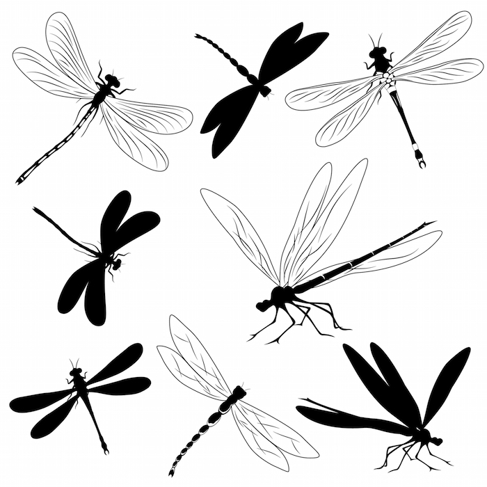 Dragonfly Tattoo Drawing Picture - Drawing Skill