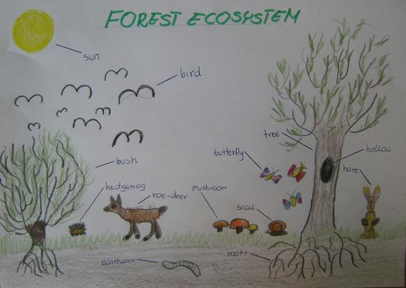 Ecosystem Drawing Pics