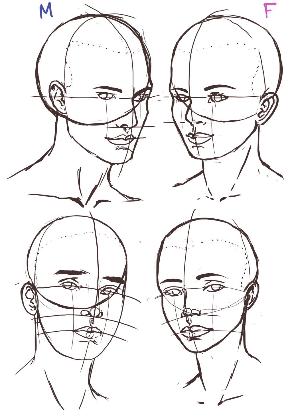 Face Anatomy Best Drawing