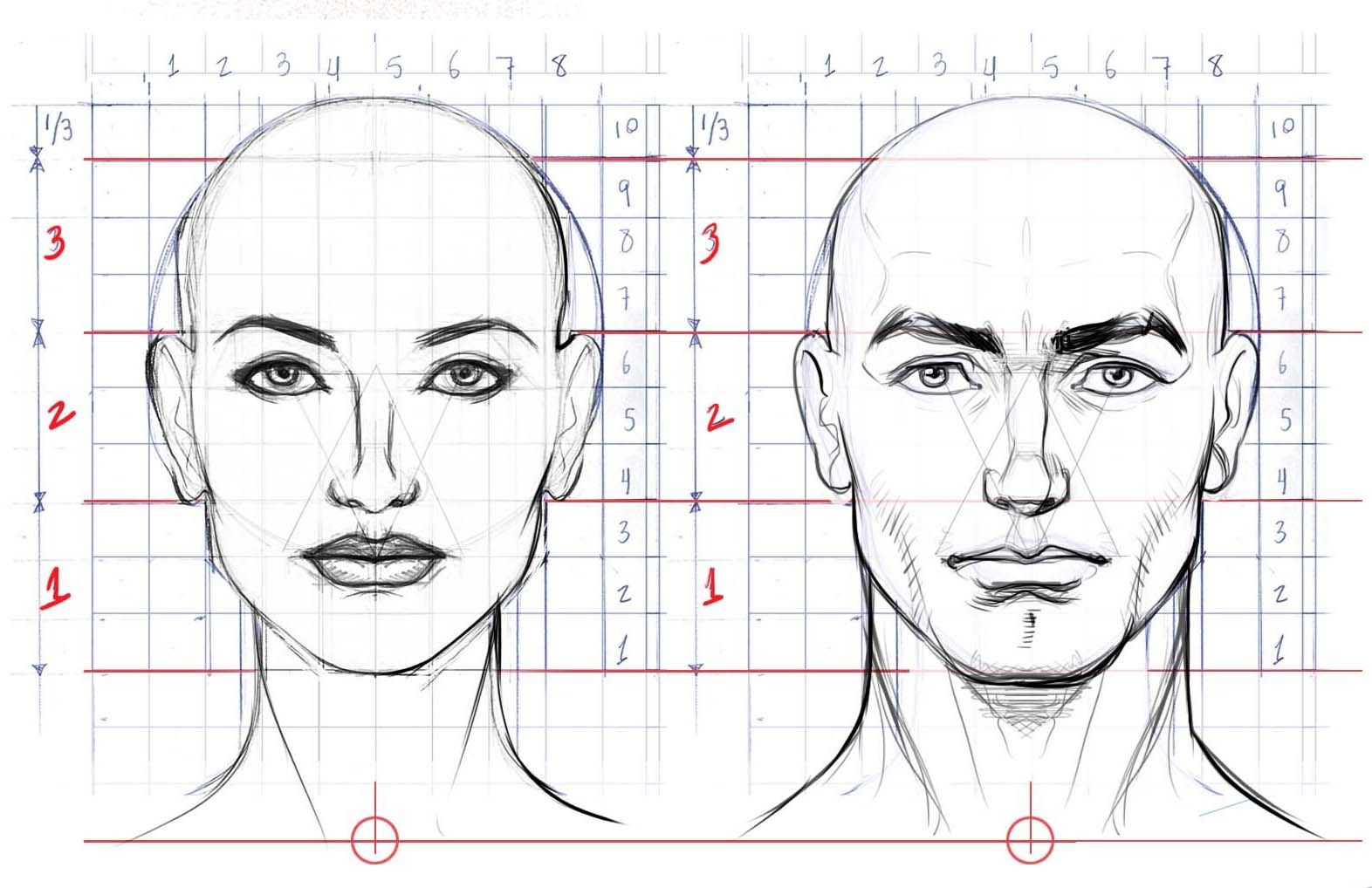 Face Anatomy Drawing Amazing