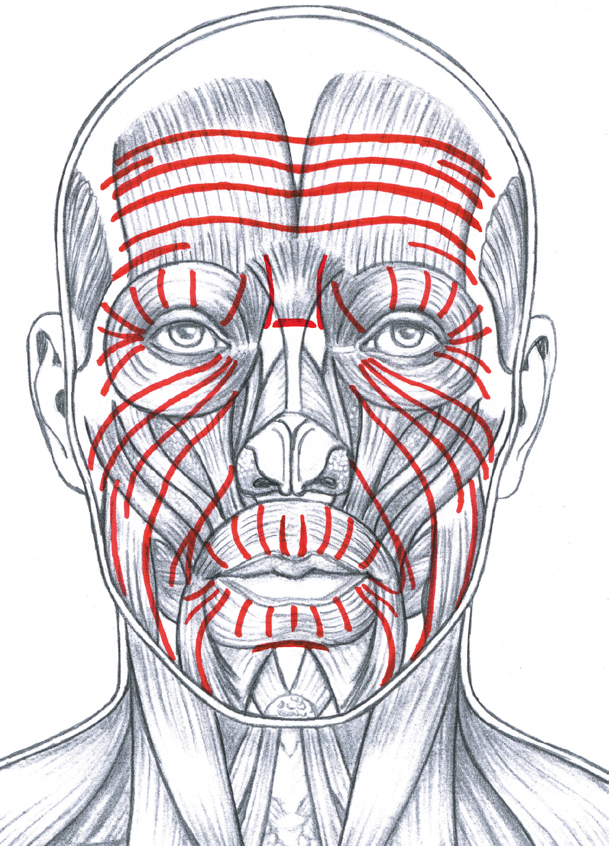 Face Anatomy Drawing Pic