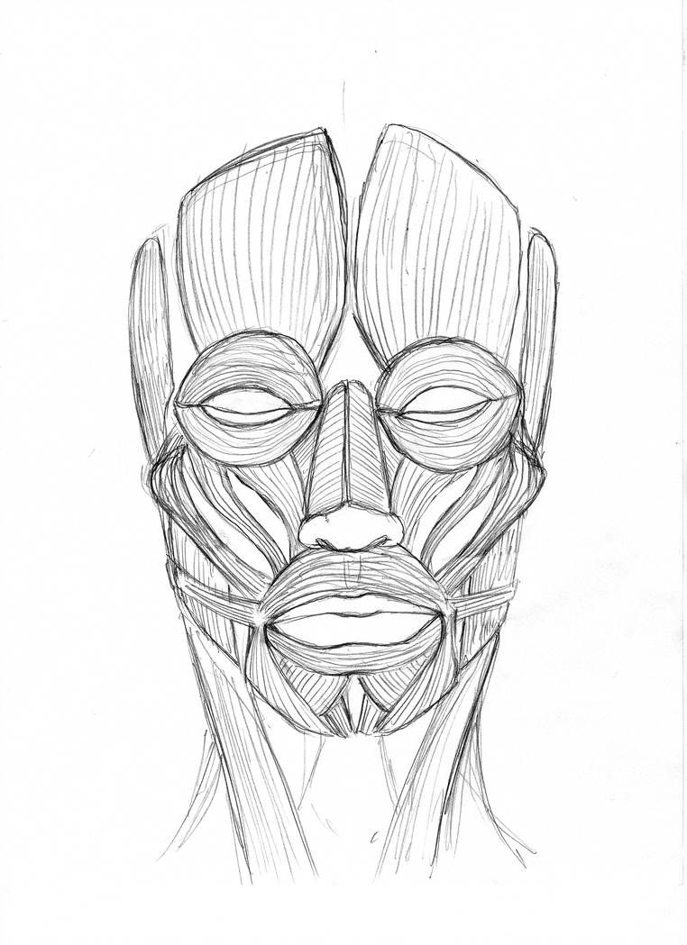 Face Anatomy Drawing Picture